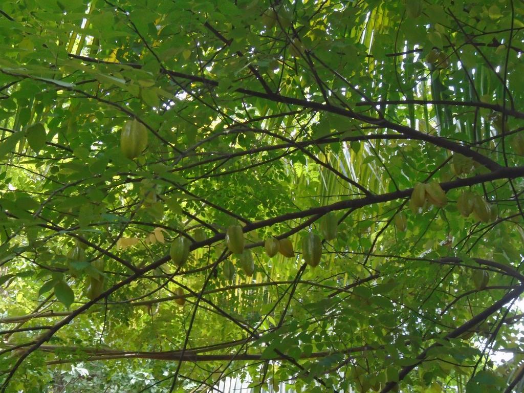 Livinginn Polonnaruwa Luaran gambar